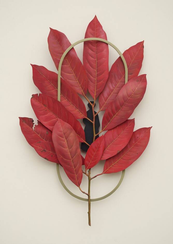 Sourwood