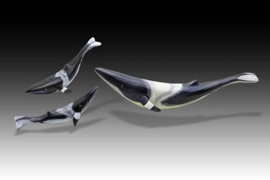 Whale: Large Minke